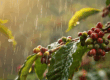 CAFF E E PRESSIONE ALTA 01 2